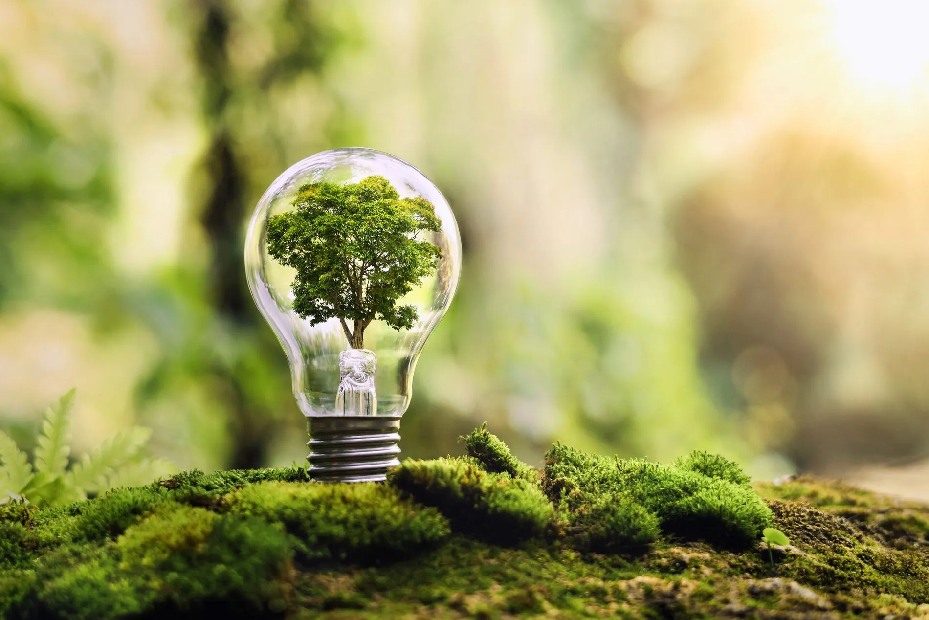 tree growing on light bulb with sunshine in nature. saving energy and eco concept.jpg